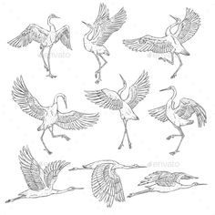 birds flying in the air with their wings spread out - animals characters on separate sides