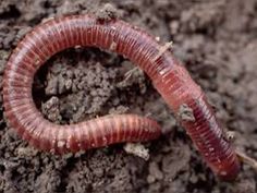 a red caterpillar crawling on top of dirt in the middle of some soil