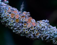 a close up view of some kind of plant with many small holes in it's center