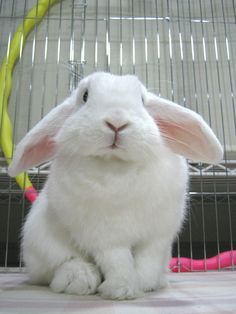 a white rabbit sitting in front of a cage