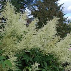 Tall growing plants are excellent background plant for shady, moist spots in the border or in a woodland, wild or native plant garden. Plant as a specimen or in groups along streams or water gardens. majestic fine feathery plume shaped cream blooms with Astilbe shaped foliage. A giant back or border perennial. Height 120-150cm. Flowers June to August. Will attract wildlife such as butterflies and bees into the garden. Flowers June through to August. Aruncus dioicus, commonly called goat's beard, Aruncus Dioicus, Goats Beard, Flower Beard, White Flower Farm, Park Street, New Caledonia, Shade Plants, Flower Farm, Shade Garden