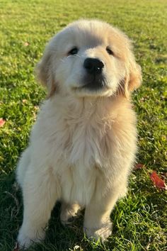 a small white dog sitting on top of a lush green field