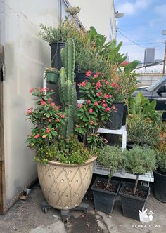 several potted plants are lined up against a wall