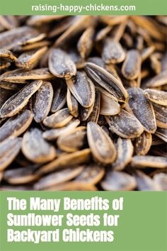 the many benefits of sunflower seeds for backyard chickens - raising happy chickens com cover