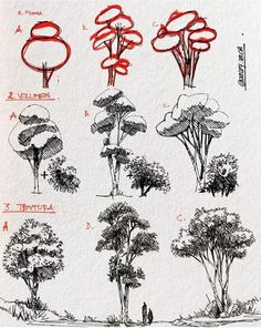 sketches of trees and shrubs in various stages of growth, from the beginning to the end