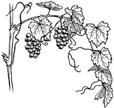 grapes growing on the vine with leaves and stems in black and white, vintage line drawing or engraving