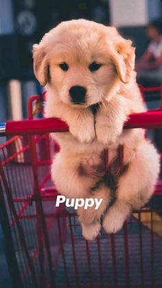 a puppy sitting in a red shopping cart with the words puppy on it's side