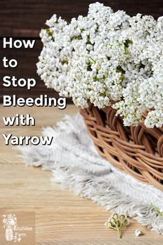 How to Stop Bleeding with Yarrow Styptic - Joybilee Farm Herbalist Garden, Dried Yarrow, Herbal First Aid, Yarrow Oil, Farm Diy, Food Foraging, Medical Tips