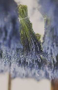 purple flowers are in the foreground, and blurry image is in the background