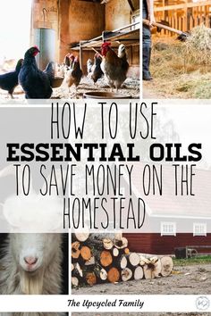 5 Reasons essential oils on the homestead are essential! Save time, money, resources and stress with a few essential oils on hand. With answers for just about anything, a homestead could throw at you. From pest control to bug-bite relief. Looking to heal farm animals of infections, ailments, injuries, age-related issues then essential oils have got your back! #essentailoils #essentialoilsforanimals #essentailoilsforfarmanimals Essential Oils For Goats, Hen Houses, Homesteading Ideas, Homesteading Skills, Oil Diffuser Recipes