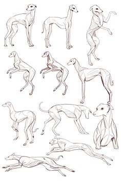 an image of greyhound dogs in various poses