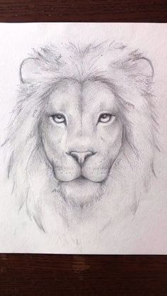 a pencil drawing of a lion's face