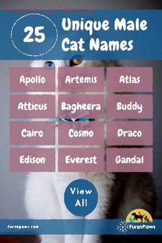 the 25 unique male cat names are shown in this graphic above it is an image of a white cat with blue eyes