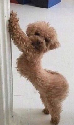 a small brown dog standing on its hind legs