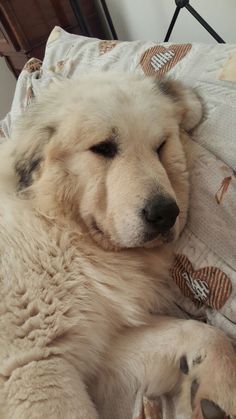 a large white dog laying on top of a bed