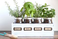 four jars with herbs in them on a table