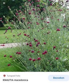 some very pretty red flowers in the grass