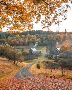 a rural country road surrounded by trees and houses in the fall season with leaves on the ground