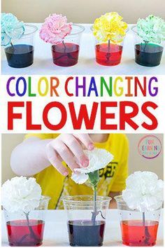 colorful changing flowers in small vases with text overlay that reads, color changing flowers