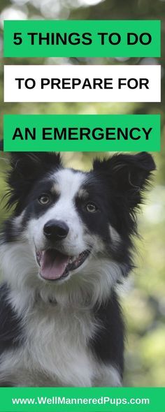 a black and white dog with the words 5 things to do to prepare for an emergency