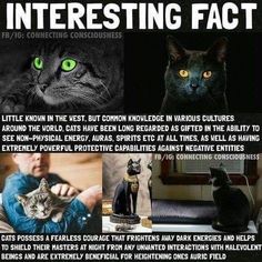 an interesting fact about cats and their human beings is shown in this poster with caption