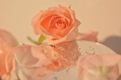 a single pink rose sitting on top of a glass vase filled with water droplets and drops