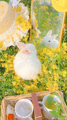 a white rabbit sitting in the grass next to a mirror