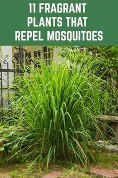 some plants that are in front of a house with the words 11 fragrantt plants that repel mosquitoes