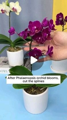 purple orchids are being held by someone's hand