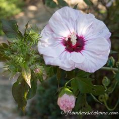 a large white flower with red stamen on it's center