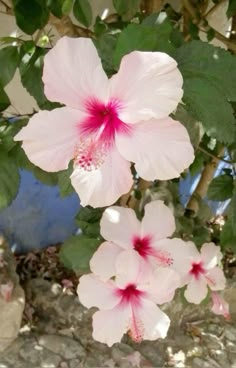 two pink flowers with green leaves on the ground near some rocks and trees in the background