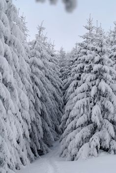 snow covered pine trees in the woods on a cloudy day