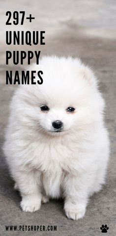 a small white dog sitting on top of a cement floor next to a black and white sign