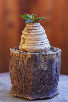 a small potted plant sitting on top of a table