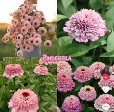 pink flowers in different stages of blooming, with the words zinnderia above them