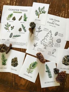 some pine cones are sitting on top of papers with different types of trees in them