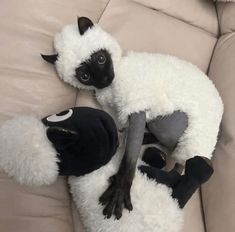 a black and white sheep laying on top of a couch next to another stuffed animal