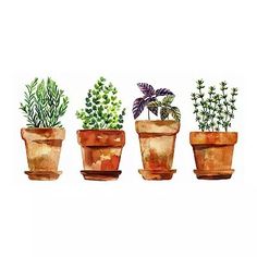 four potted plants are lined up in the same row