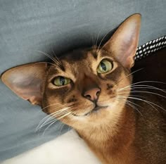 a close up of a cat laying on a bed