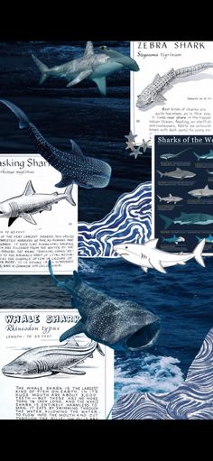 several different types of sharks in the ocean