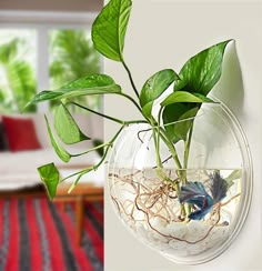 a plant in a glass vase with water and plants growing out of the bottom, hanging on a wall