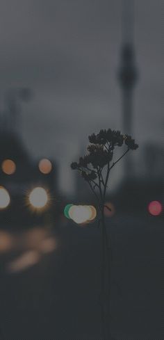 blurry photograph of street lights and flowers in the foreground