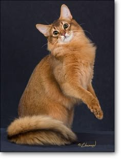 an orange cat standing on its hind legs