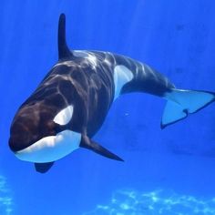 an orca whale swimming in the water