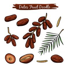 dates fruit doodle with leaves and nuts