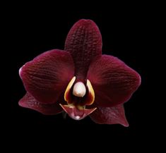 a close up of a red orchid flower on a black background with the petals open