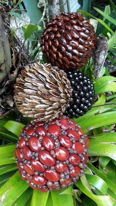 three different types of pine cones on top of green leaves