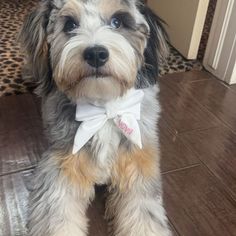 a small dog with a bow tie on it's neck sitting on the floor