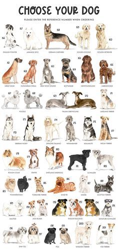 an illustrated poster with dogs in different colors and sizes, including the words choose your dog