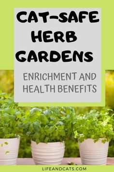 three potted plants with the words cat - safe herb gardens enrichment and health benefits